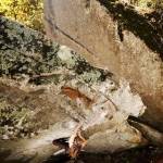 Elivira Voronkova Profile Picture