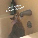 Arina profile picture