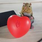 Anthony Gershman Profile Picture