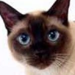 Adelina Astahova Profile Picture